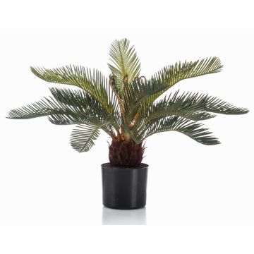 Decorative palm Cycas NEREO, 22"/55cm