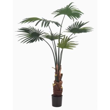 Decorative livistona rotundifolia SIRRAH, green, 4ft/110cm