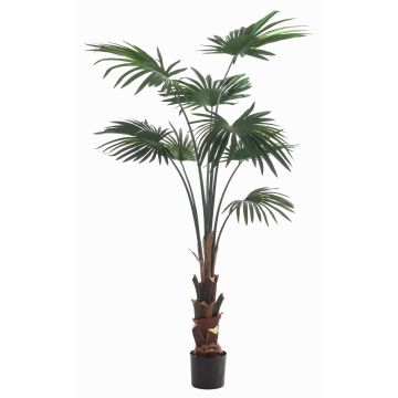 Decorative livistona rotundifolia SIRRAH, green, 5ft/150cm