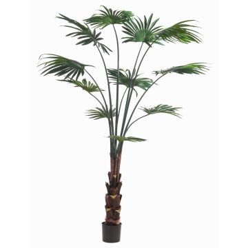 Decorative livistona rotundifolia SIRRAH, green, 6ft/180cm