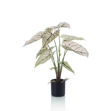 False Caladium YAWAR with roots, green-white, 24"/60cm False Caladium YAWAR with roots, green-white, 24"/60cm