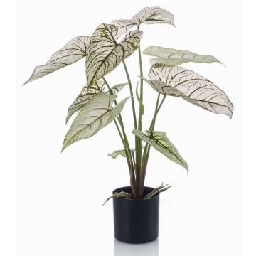 False Caladium YAWAR with roots, green-white, 24"/60cm