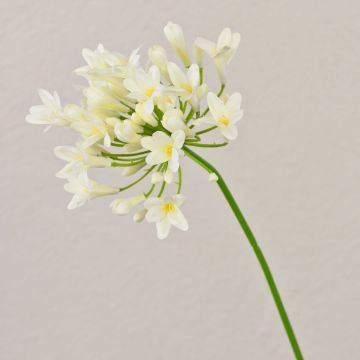 Plastic flower Agapanthus OMOLON, cream, 30"/75cm Plastic flower Agapanthus OMOLON, cream, 30"/75cm
