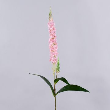 Decorative speedwell RUNHERDA, pink, 30"/75cm