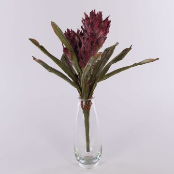 Velvet guzmania WALFRIEDE on spike, burgundy red, 20"/50cm