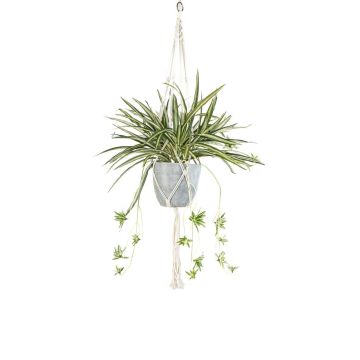 Decorative Spider plant Makramee Hanging planter SIMBO in a cache-pot green-white, 35"/90cm Decorative Spider plant Makramee Hanging planter SIMBO in a cache-pot green-white, 35"/90cm
