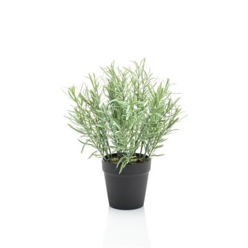 False rosemary WHOOPI in decorative pot, green, 10"/25cm