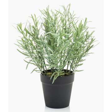 False rosemary WHOOPI in decorative pot, green, 10"/25cm False rosemary WHOOPI in decorative pot, green, 10"/25cm