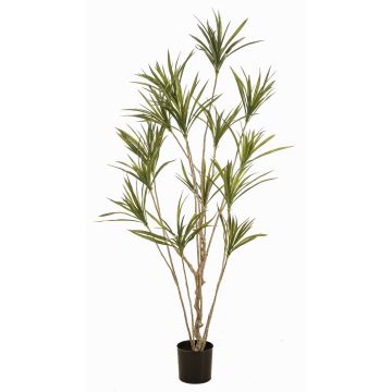 Artificial Dracaena marginata SHALLU tree, artificial trunks, green, 6ft/180cm