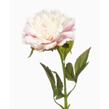 GAVRON artificial peony, white and pink, 55cm
