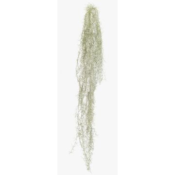 Artificial succulent Tillandsia usneoides BRAVIK, on a stake, flame-retardant, grey, 5ft/150cm Artificial succulent Tillandsia usneoides BRAVIK, on a stake, flame-retardant, grey, 5ft/150cm