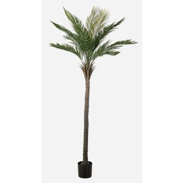 Artificial date palm ZOLTER, crossdoor, 7ft/210cm Artificial date palm ZOLTER, crossdoor, 7ft/210cm