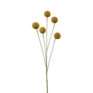 False Craspedia globosa AMELDA, yellow, 28"/70cm