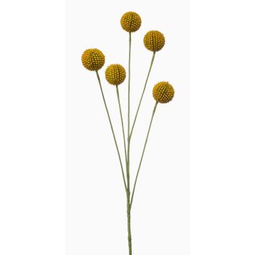 False Craspedia globosa AMELDA, yellow, 28"/70cm