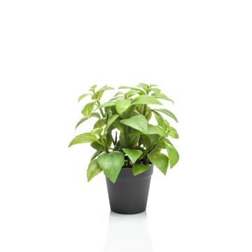 False basil WHOOPI in decorative pot, green, 9"/23cm False basil WHOOPI in decorative pot, green, 9"/23cm