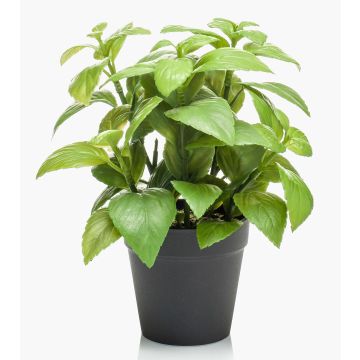 False basil WHOOPI in decorative pot, green, 9"/23cm False basil WHOOPI in decorative pot, green, 9"/23cm