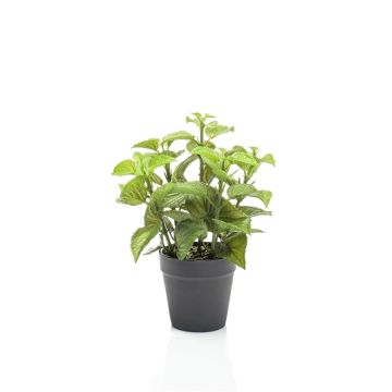 False mint WHOOPI in decorative pot, green, 9"/23cm False mint WHOOPI in decorative pot, green, 9"/23cm