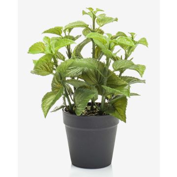 False mint WHOOPI in decorative pot, green, 9"/23cm False mint WHOOPI in decorative pot, green, 9"/23cm
