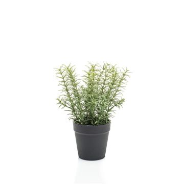 False thyme WHOOPI in decorative pot, green, 9"/22cm