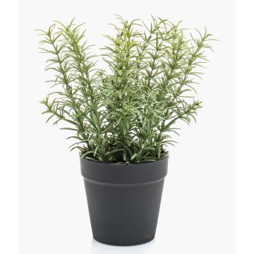 False thyme WHOOPI in decorative pot, green, 9"/22cm False thyme WHOOPI in decorative pot, green, 9"/22cm