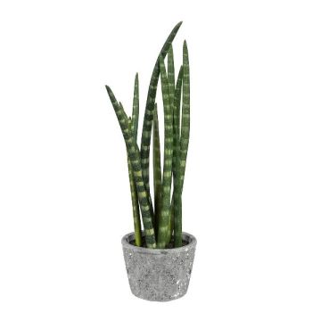 Decorative succulent Sanseveria cylindrica FRINKAN in cement pot, green-yellow, 18"/45cm