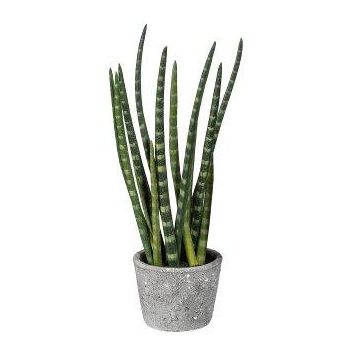 Decorative succulent Sanseveria cylindrica FRINKAN in cement pot, bushy, green-yellow, 18"/45cm Decorative succulent Sanseveria cylindrica FRINKAN in cement pot, bushy, green-yellow, 18"/45cm