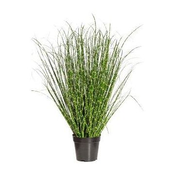 Decorative grass Zebra grass ZIRCO, green-yellow, 31"/80cm