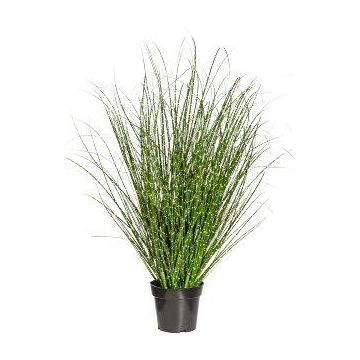 Decorative grass Zebra grass ZIRCO, green-yellow, 4ft/110cm