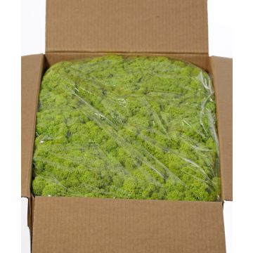Genuine Icelandic moss SVEINBJÖRN, light green, 5kg