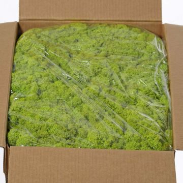 Genuine Icelandic moss SVEINBJÖRN, light green, 5kg Genuine Icelandic moss SVEINBJÖRN, light green, 5kg
