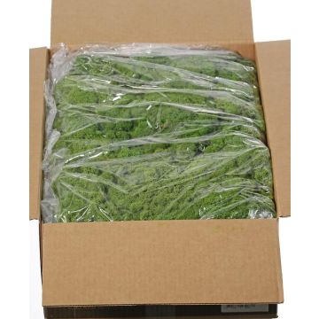 Genuine Icelandic moss SVEINBJÖRN, green, 5kg