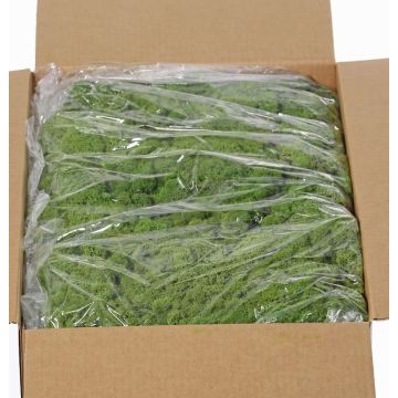 Genuine Icelandic moss SVEINBJÖRN, green, 5kg Genuine Icelandic moss SVEINBJÖRN, green, 5kg