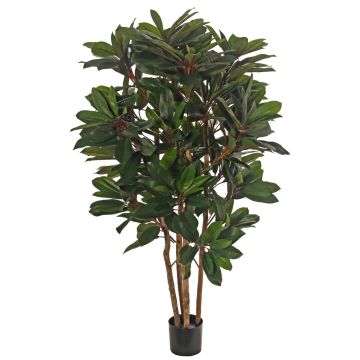 Schefflera artificial plant ZULEIKA, real stems, green, 120cm