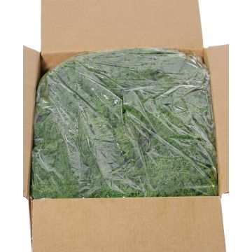 Genuine Icelandic moss SVEINBJÖRN, dark green, 5kg