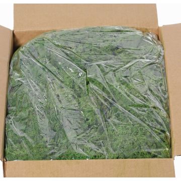 Genuine Icelandic moss SVEINBJÖRN, dark green, 5kg Genuine Icelandic moss SVEINBJÖRN, dark green, 5kg