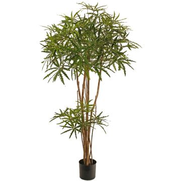 Decorative finger aralia tree KHIRIA, real trunks, green, 5ft/150cm Decorative finger aralia tree KHIRIA, real trunks, green, 5ft/150cm
