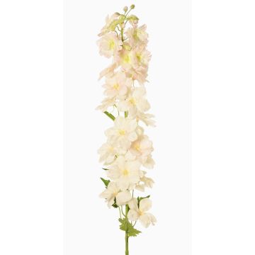 Decorative delphinium XERINA, cream-pink, 4ft/125cm Decorative delphinium XERINA, cream-pink, 4ft/125cm