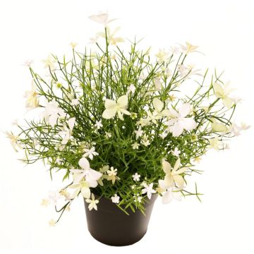 Decorative Impatiens GISINDA in decorative pot, white-green, 10"/25cm Decorative Impatiens GISINDA in decorative pot, white-green, 10"/25cm