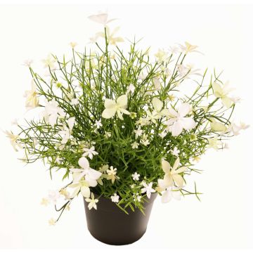 Decorative Impatiens GISINDA in decorative pot, white-green, 10"/25cm Decorative Impatiens GISINDA in decorative pot, white-green, 10"/25cm