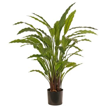 Decorative plant Calathea Rufibarba LEINANI, green, 31"/80cm Decorative plant Calathea Rufibarba LEINANI, green, 31"/80cm