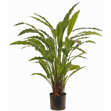Decorative plant Calathea Rufibarba LEINANI, green, 31"/80cm Decorative plant Calathea Rufibarba LEINANI, green, 31"/80cm