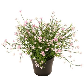 Impatiens decorative flower GISINDA in decorative pot, pink, 10"/25cm Impatiens decorative flower GISINDA in decorative pot, pink, 10"/25cm