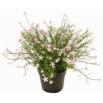 Impatiens decorative flower GISINDA in decorative pot, pink, 10"/25cm Impatiens decorative flower GISINDA in decorative pot, pink, 10"/25cm