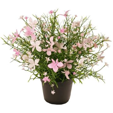 Impatiens decorative flower GISINDA in decorative pot, pink-cream, 10"/25cm Impatiens decorative flower GISINDA in decorative pot, pink-cream, 10"/25cm