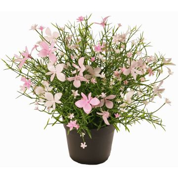Impatiens decorative flower GISINDA in decorative pot, pink-cream, 10"/25cm Impatiens decorative flower GISINDA in decorative pot, pink-cream, 10"/25cm