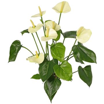 Artificial anthurium NAKITA on a stem, cream, 20"/50cm Artificial anthurium NAKITA on a stem, cream, 20"/50cm
