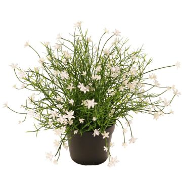 Impatiens decorative flower GISINDA in decorative pot, white, 10"/25cm Impatiens decorative flower GISINDA in decorative pot, white, 10"/25cm