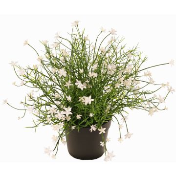 Impatiens decorative flower GISINDA in decorative pot, white, 10"/25cm Impatiens decorative flower GISINDA in decorative pot, white, 10"/25cm