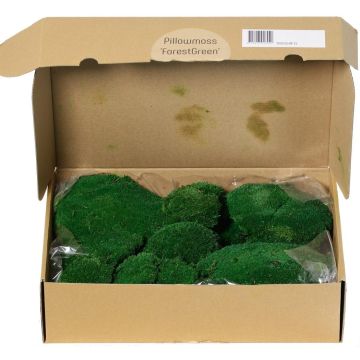 Real sheet moss SEETHA, green, 800g, 0.15m²