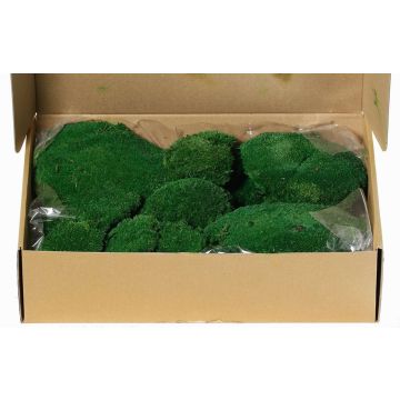 Real sheet moss SEETHA, green, 800g, 0.15m² Real sheet moss SEETHA, green, 800g, 0.15m²
